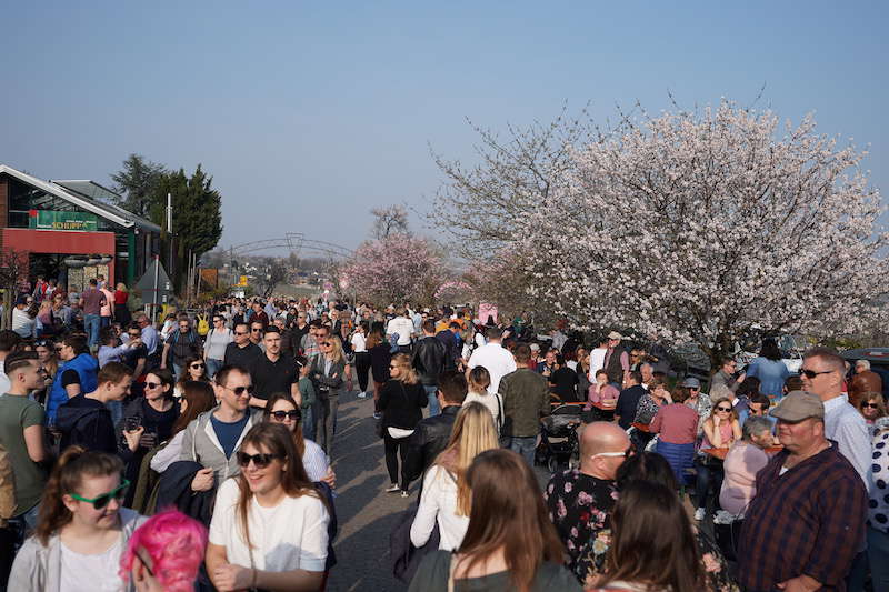 Gimmeldingen Mandelblütenfest 2019 (Foto: Reinhard Schnell)
