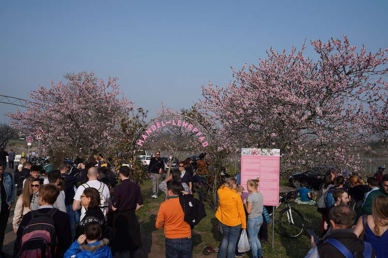 Gimmeldingen Mandelblütenfest 2019 (Foto: Reinhard Schnell)