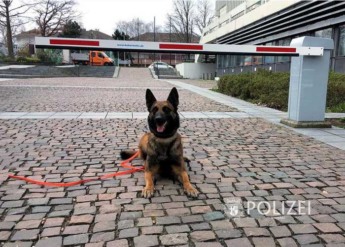 Sprenstoffspürhund, Bombendrohung © Polizeipräsidium Westpfalz