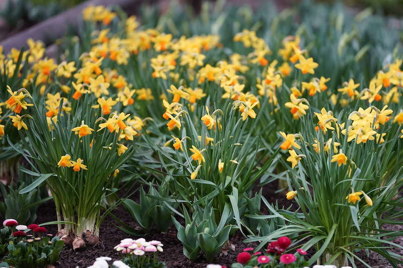 Kaiserslautern Gartenschau 2019 (Foto: Reinhard Schnell)