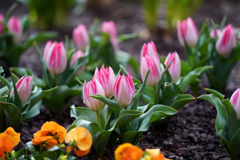 Kaiserslautern Gartenschau 2019 (Foto: Reinhard Schnell)