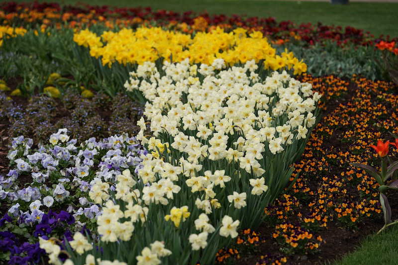 Kaiserslautern Gartenschau 2019 (Foto: Holger Knecht)