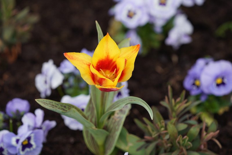 Kaiserslautern Gartenschau 2019 (Foto: Holger Knecht)