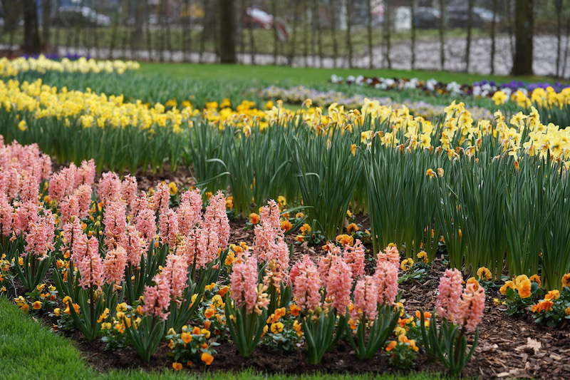 Kaiserslautern Gartenschau 2019 (Foto: Reinhard Schnell)