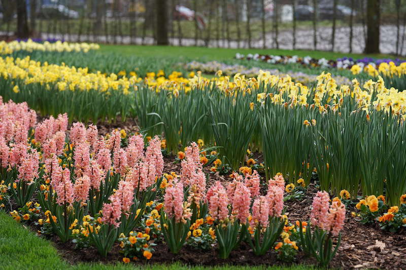 Kaiserslautern Gartenschau 2019 (Foto: Holger Knecht)