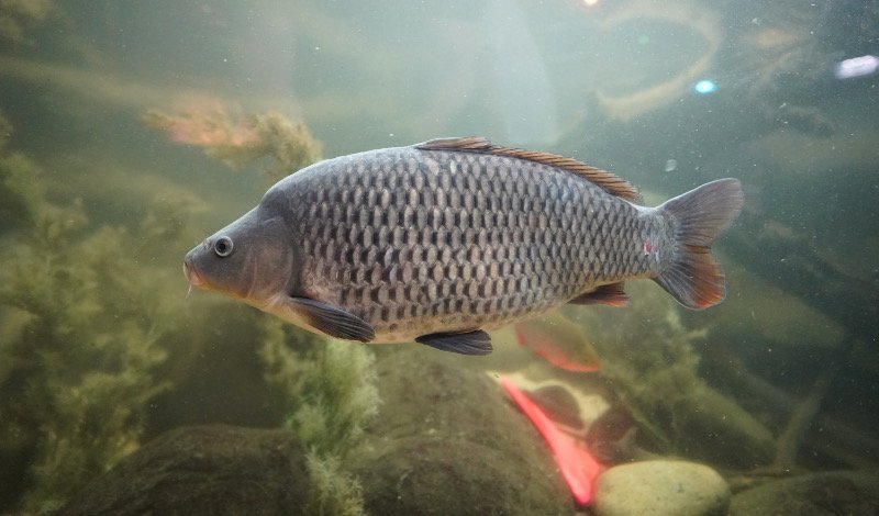 SEA LIFE SPEYER (Foto: Reinhard Schnell)