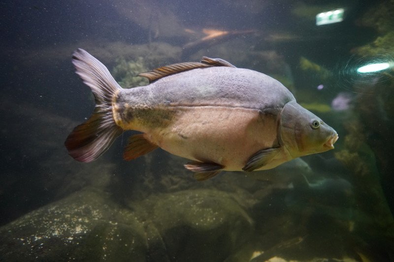 SEA LIFE SPEYER (Foto: Reinhard Schnell)