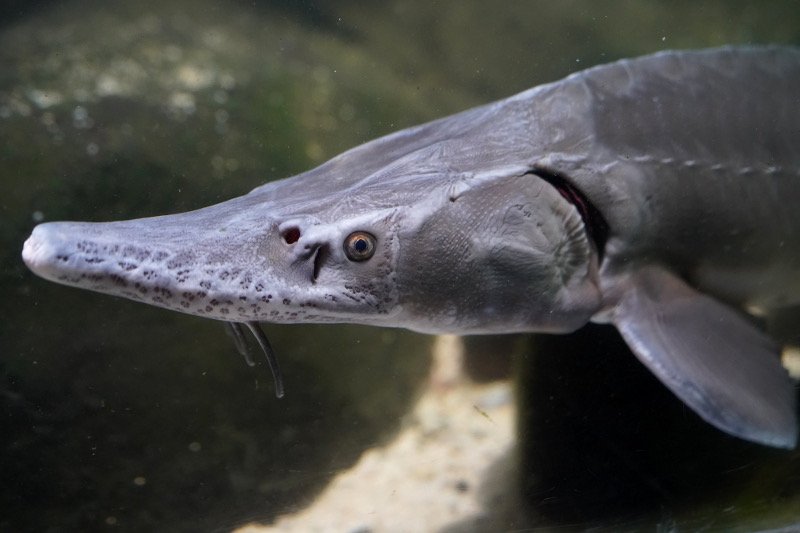 SEA LIFE SPEYER (Foto: Reinhard Schnell)