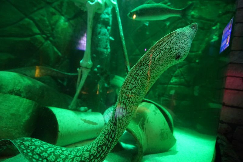 SEA LIFE SPEYER (Foto: Reinhard Schnell)