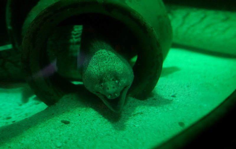 SEA LIFE SPEYER (Foto: Holger Knecht)