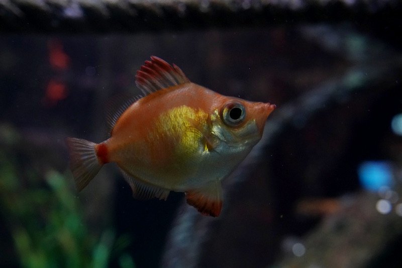 SEA LIFE SPEYER (Foto: Reinhard Schnell)
