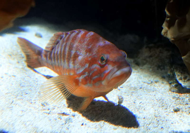 SEA LIFE SPEYER (Foto: Reinhard Schnell)