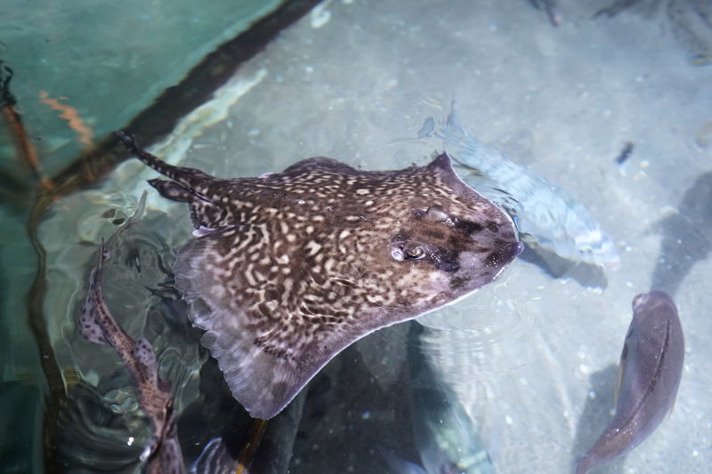 SEA LIFE SPEYER (Foto: Reinhard Schnell)
