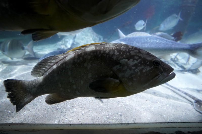 SEA LIFE SPEYER (Foto: Reinhard Schnell)