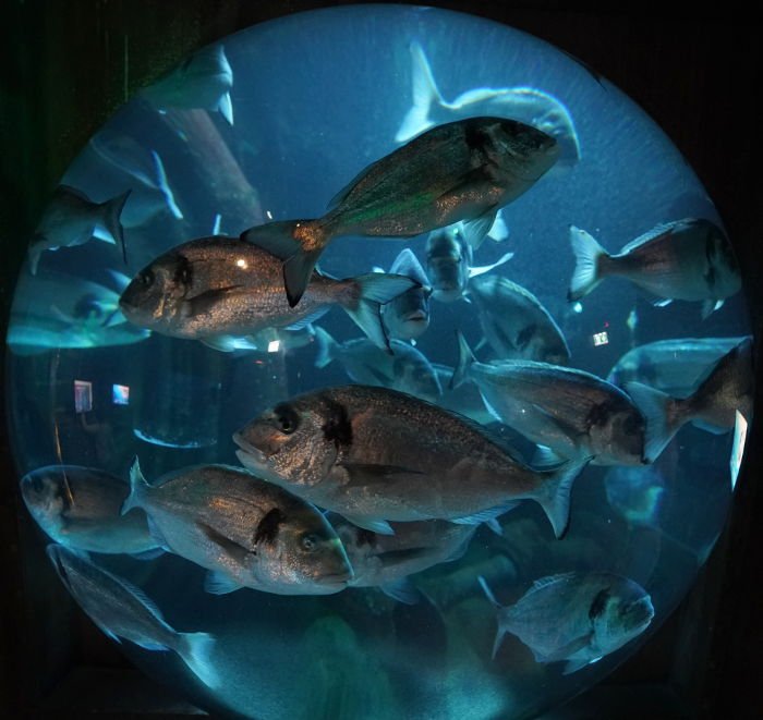 SEA LIFE SPEYER (Foto: Reinhard Schnell)