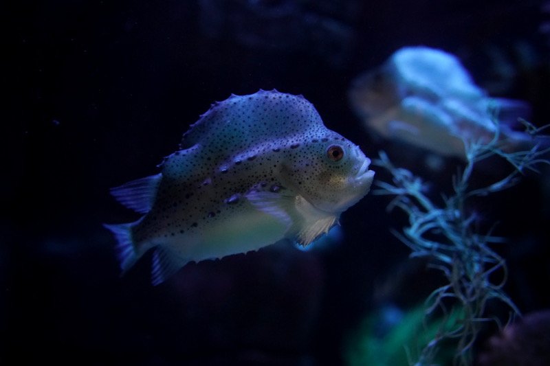 SEA LIFE SPEYER (Foto: Reinhard Schnell)