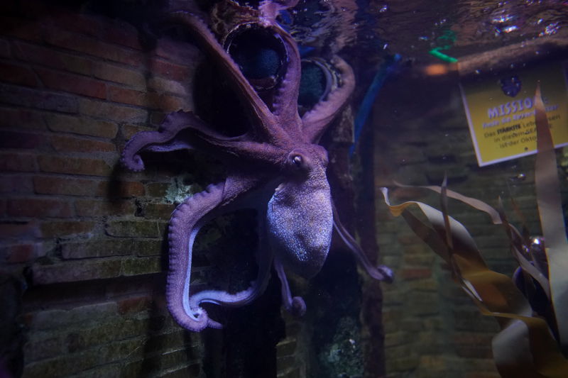 SEA LIFE SPEYER (Foto: Reinhard Schnell)