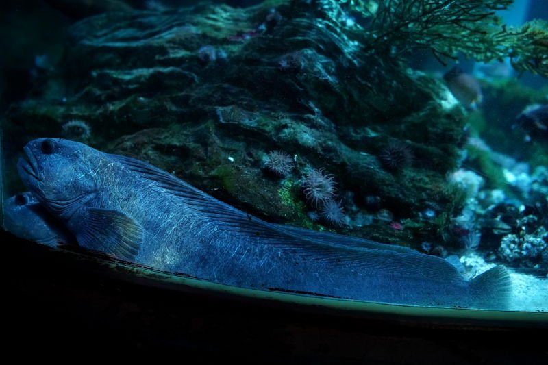 SEA LIFE SPEYER (Foto: Reinhard Schnell)