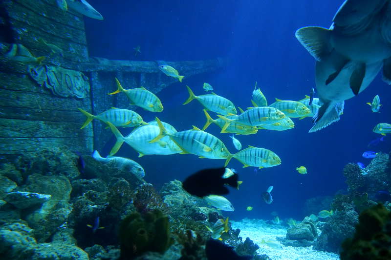 SEA LIFE SPEYER (Foto: Reinhard Schnell)