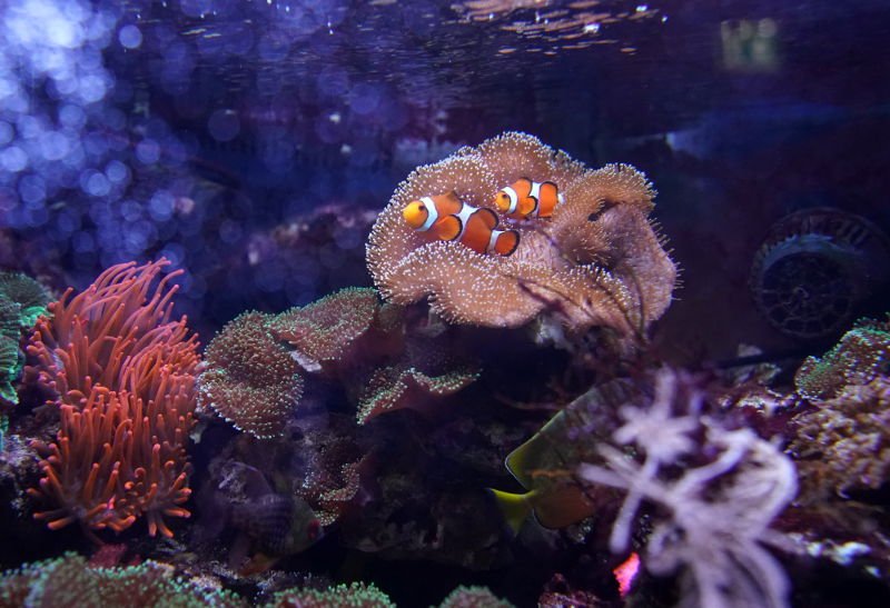 SEA LIFE SPEYER (Foto: Reinhard Schnell)