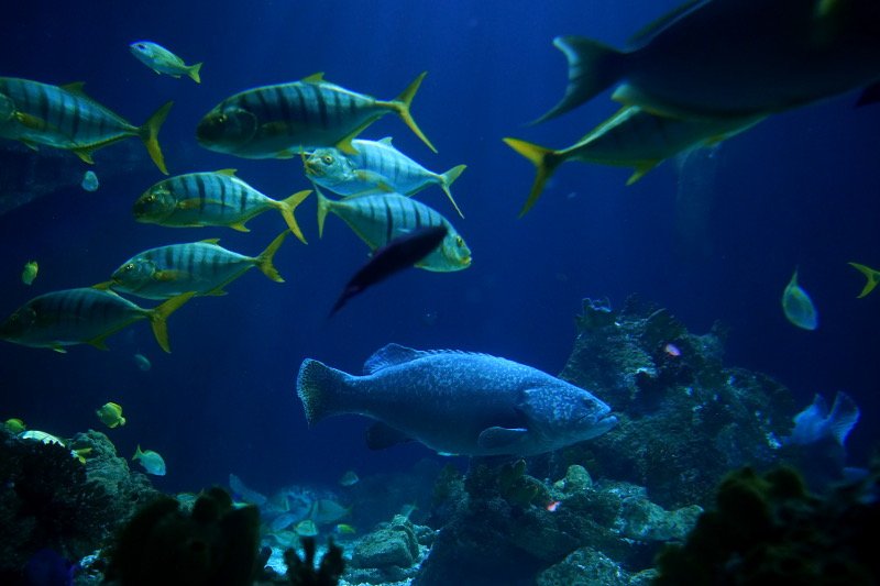 SEA LIFE SPEYER (Foto: Reinhard Schnell)