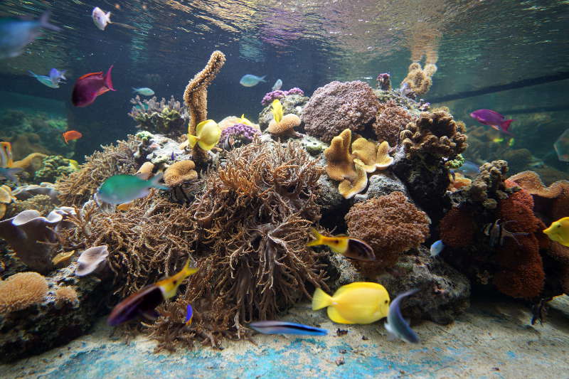 SEA LIFE SPEYER (Foto: Reinhard Schnell)