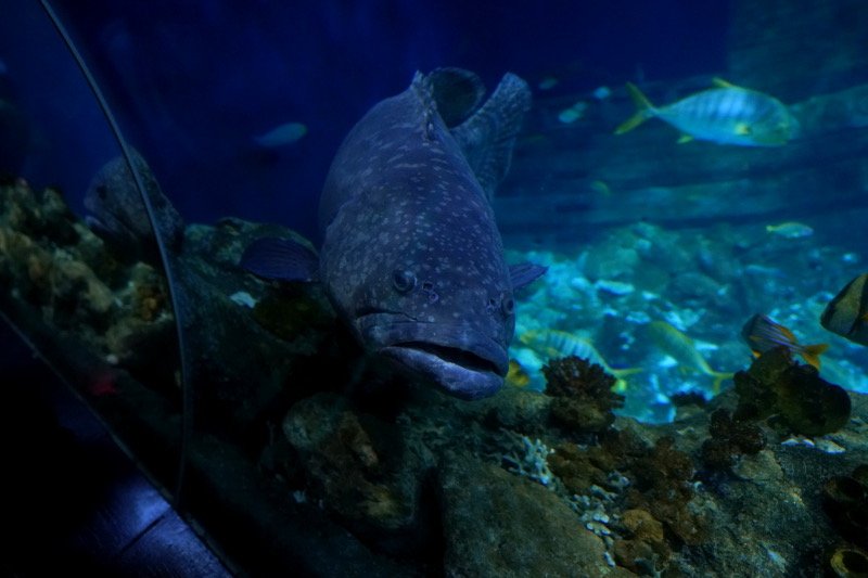 SEA LIFE SPEYER (Foto: Reinhard Schnell)