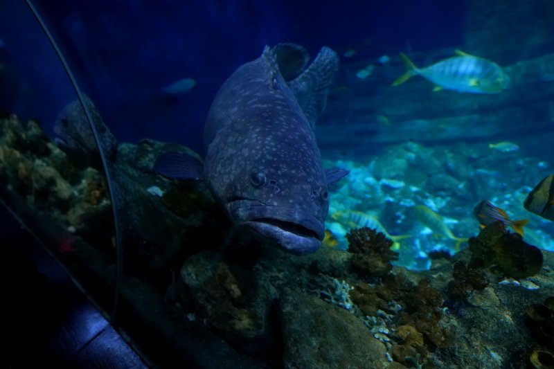 SEA LIFE SPEYER (Foto: Holger Knecht)