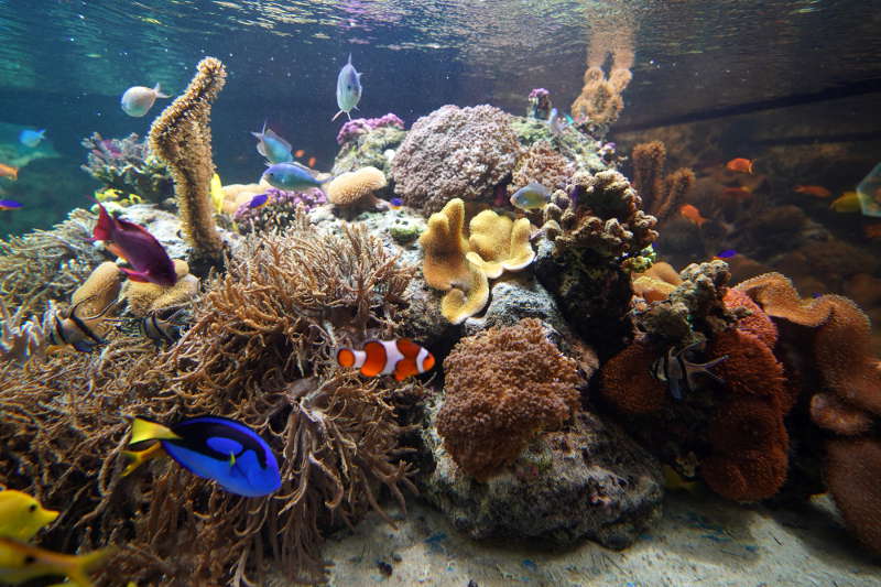 SEA LIFE SPEYER (Foto: Reinhard Schnell)