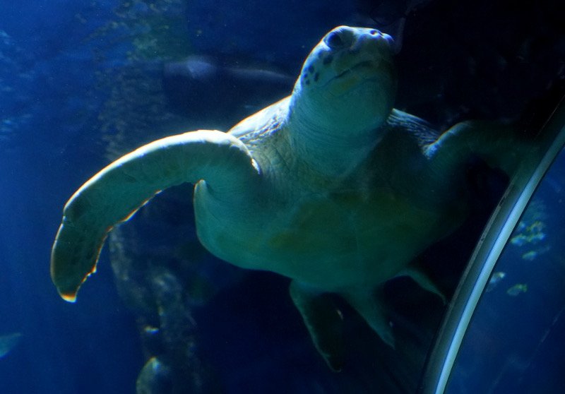 SEA LIFE SPEYER (Foto: Reinhard Schnell)