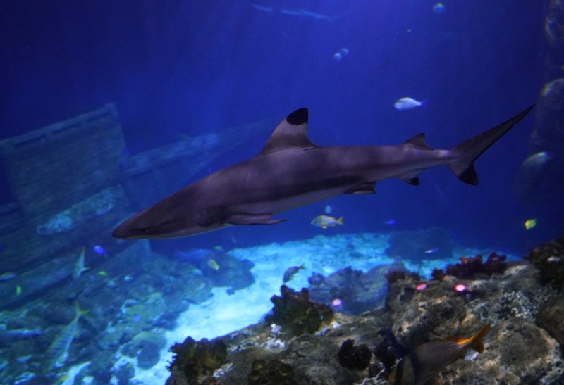 SEA LIFE SPEYER (Foto: Reinhard Schnell)