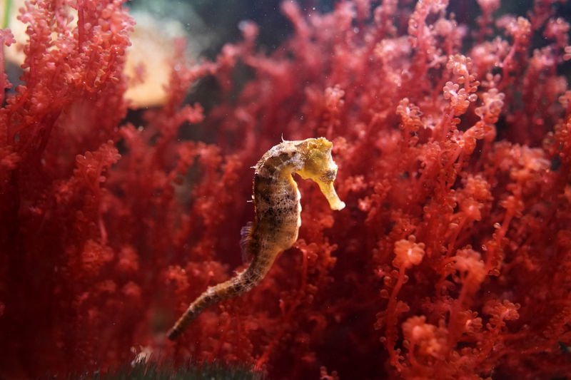 SEA LIFE SPEYER (Foto: Reinhard Schnell)