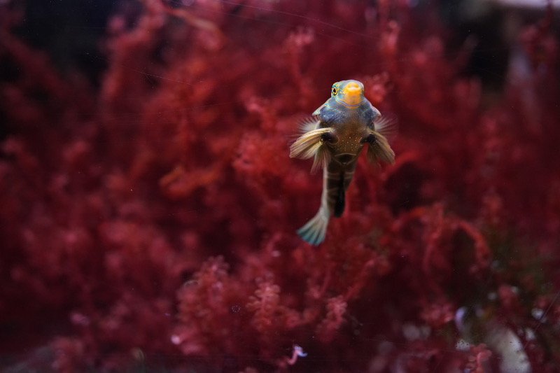SEA LIFE SPEYER (Foto: Reinhard Schnell)