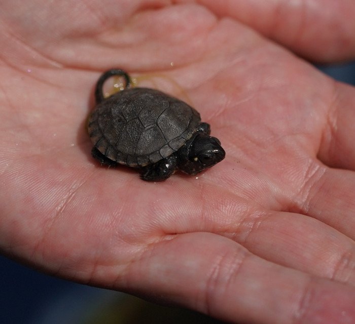 SEA LIFE SPEYER (Foto: Holger Knecht)