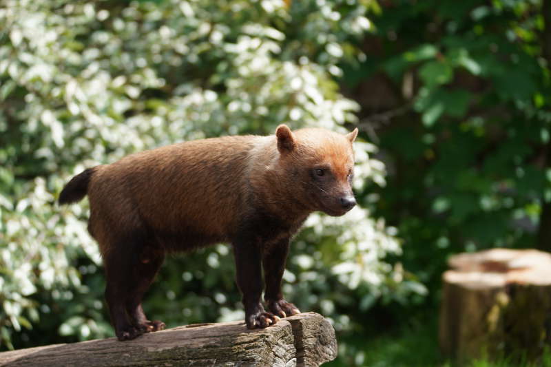 Landau Zoo (Foto: Holger Knecht)