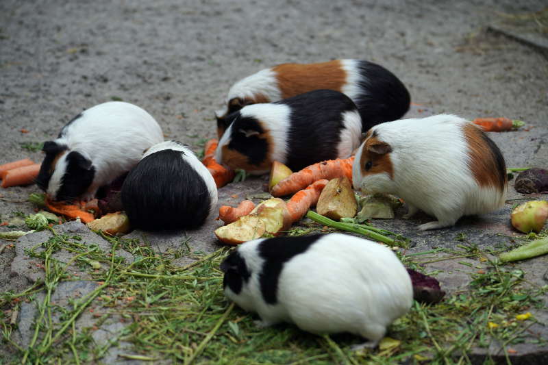 Landau Zoo (Foto: Holger Knecht)