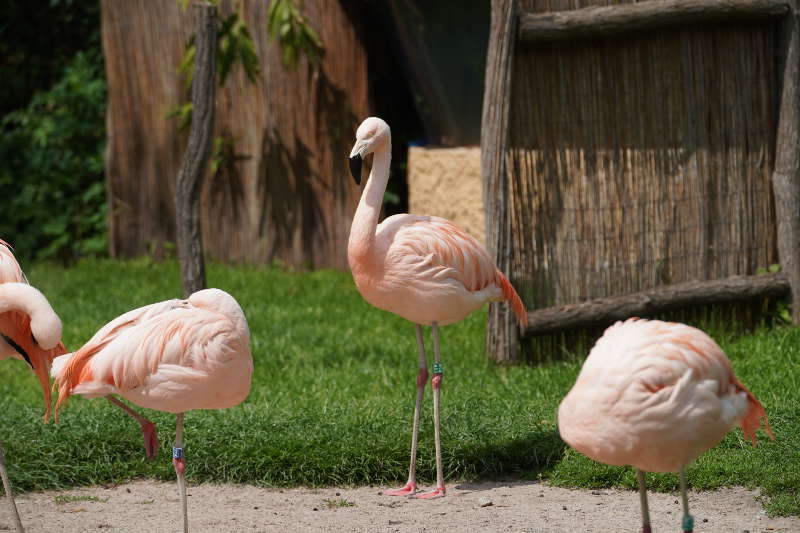 Landau Zoo (Foto: Holger Knecht)