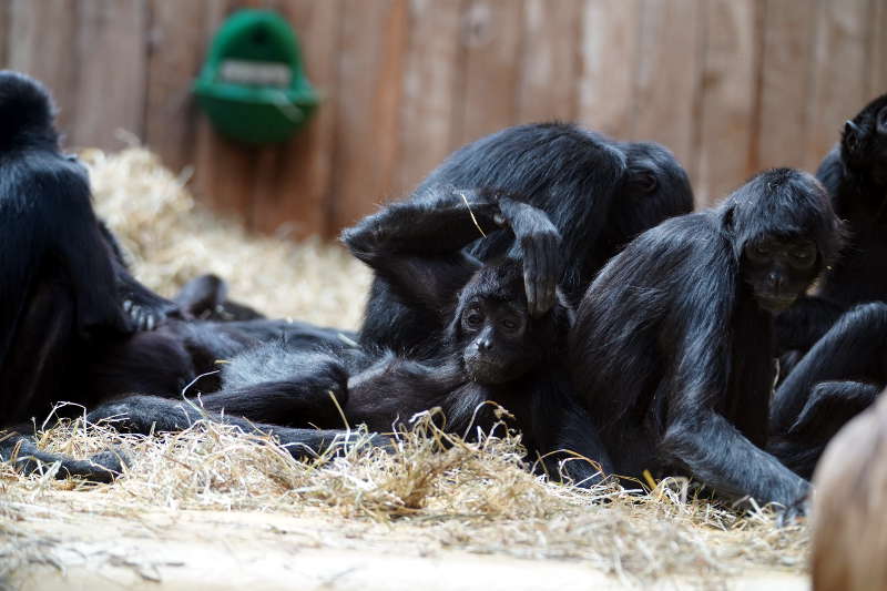 Landau Zoo (Foto: Holger Knecht)