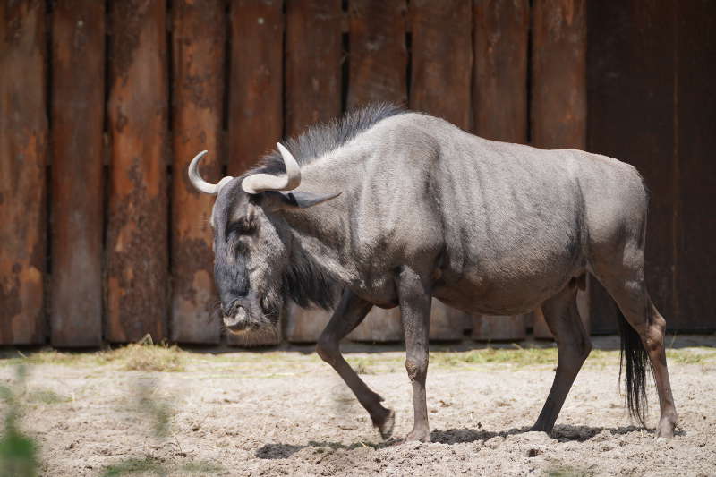 Landau Zoo (Foto: Holger Knecht)