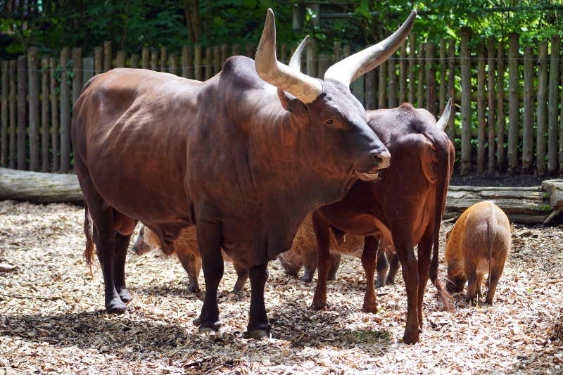 Landau Zoo (Foto: Holger Knecht)