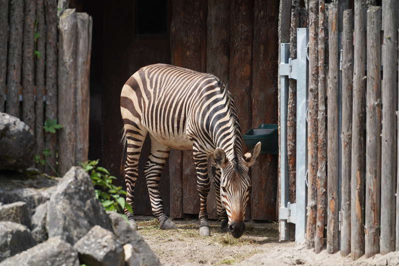 Landau Zoo (Foto: Holger Knecht)