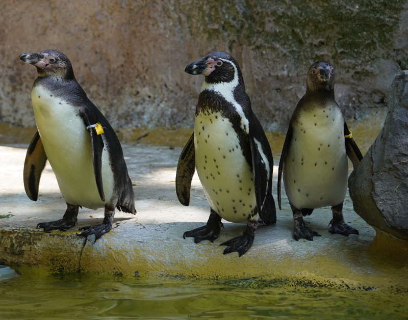 Landau Zoo (Foto: Holger Knecht)