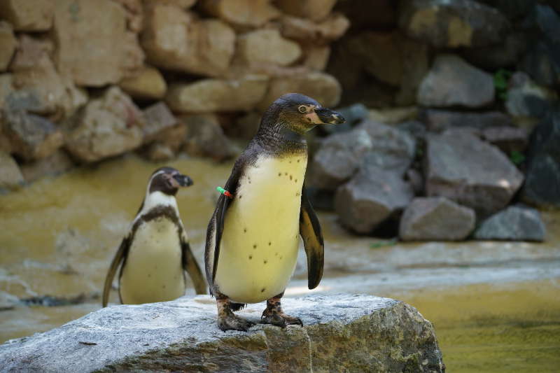 Landau Zoo (Foto: Holger Knecht)