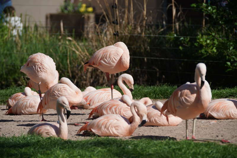 Landau Zoo (Foto: Holger Knecht)