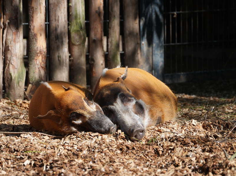 Landau Zoo (Foto: Holger Knecht)