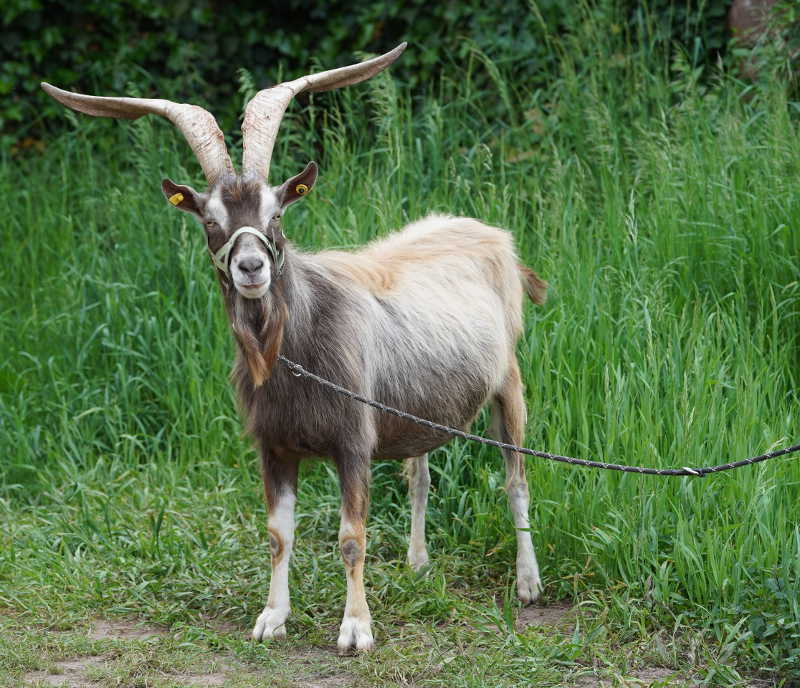 Lambrecht Pfingsten Tributbock (Foto: Reinhard Schnell)