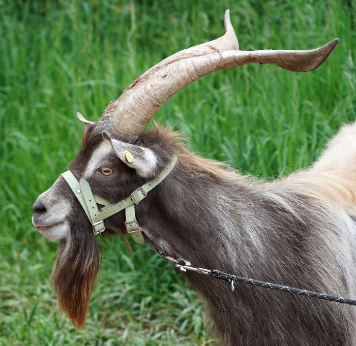 Lambrecht Pfingsten Tributbock (Foto: Reinhard Schnell)