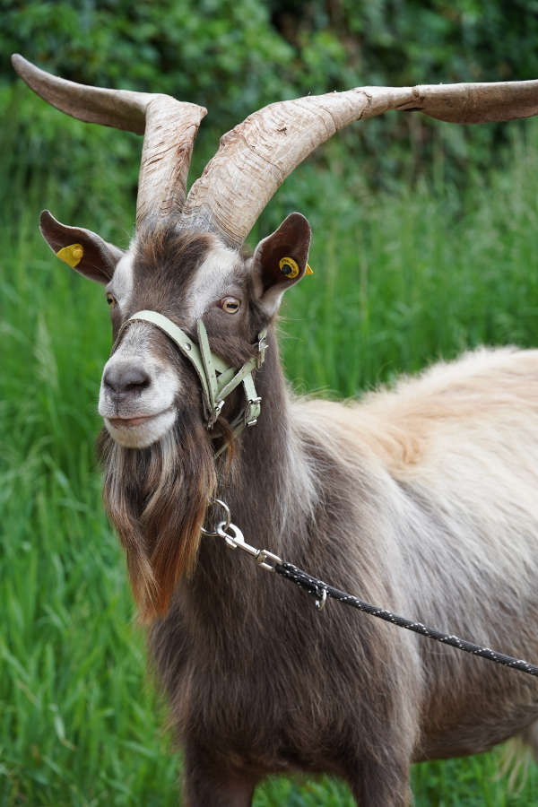 Lambrecht Pfingsten Tributbock (Foto: Reinhard Schnell)
