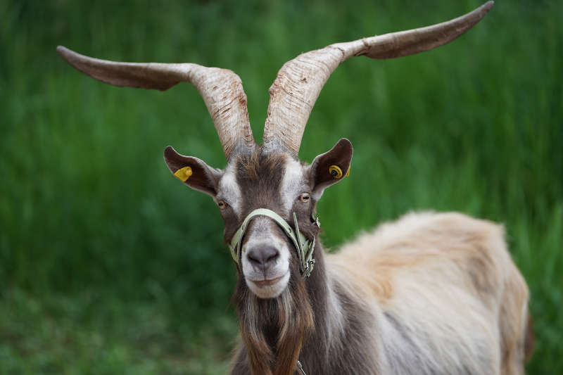 Lambrecht Pfingsten Tributbock (Foto: Reinhard Schnell)
