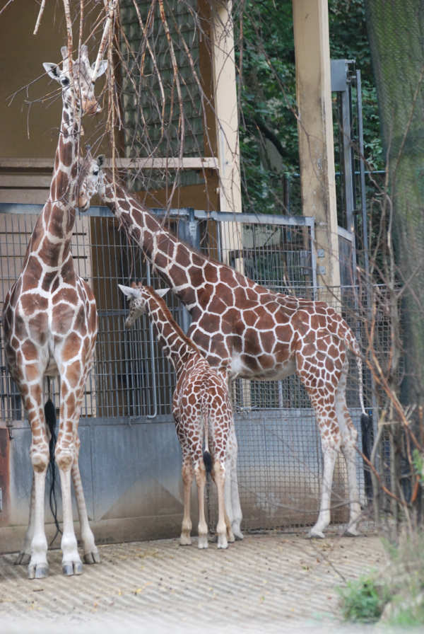 Giraffengruppe (Foto: Alexandra Fechar)